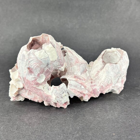 Acorn Barnacle Coral Reef Pink Purple Nautical Salt Water Coastal Aquarium Decor - Picture 1 of 9